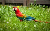 Macaw close-up HD wallpapers #8