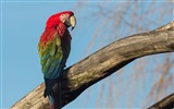 Macaw close-up HD wallpapers #10