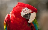 Macaw close-up HD wallpapers #11