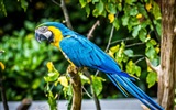 Macaw close-up HD wallpapers #12