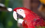 Macaw close-up fonds d'écran HD #14