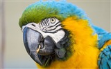 Macaw close-up HD wallpapers #15