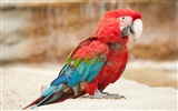 Macaw close-up HD wallpapers #17