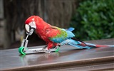 Macaw close-up fonds d'écran HD #19