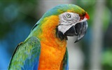 Macaw close-up HD wallpapers #21