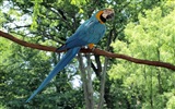 Macaw close-up fonds d'écran HD #22