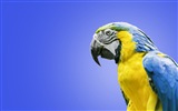 Macaw Nahaufnahme HD Wallpaper #24