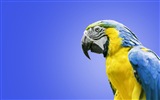 Macaw close-up HD wallpapers #24