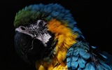 Macaw close-up fonds d'écran HD #25