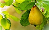 Succulent fruit, pears close-up HD wallpapers #8