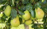 Succulent fruits, poires close-up fonds d'écran HD #24