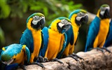 Macaw close-up HD wallpapers