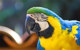 Macaw Nahaufnahme HD Wallpaper #3