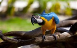 Macaw Nahaufnahme HD Wallpaper #4