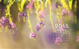 Janvier 2015 calendar fond d'écran (1)