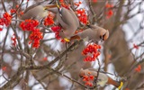 Décembre 2014 fonds d'écran HD Bing #14