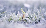Neige d'hiver fonds d'écran HD magnifique de paysages #5