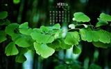 2015年3月 月历壁纸(一)2