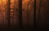 Windows 8 theme forest scenery HD wallpapers #2