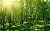 Windows 8 theme forest scenery HD wallpapers #3