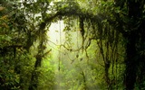 Windows 8 theme forest scenery HD wallpapers #5