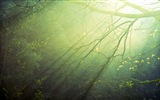 Windows 8 theme forest scenery HD wallpapers #6