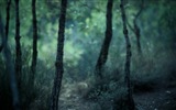 Windows 8 fonds d'écran thème paysages forestiers HD #7
