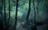 Windows 8 theme forest scenery HD wallpapers #7