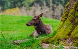 Windows 8 thèmes, fonds d'écran HD de la faune