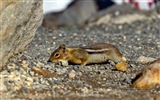 Windows 8主題，野生動物 高清壁紙 #7