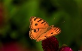 Windows 8 theme wallpaper, insects world #5