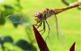 Windows 8 Theme Wallpaper, Insekten Welt #11