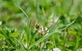 Windows 8 Theme Wallpaper, Insekten Welt #16