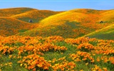 Schöne Farbe, natürlichen Landschaft HD Wallpaper #4