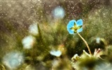 봄 꽃의 HD 배경 화면을 꽃 #2