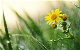 Spring flowers bloom HD Wallpapers #4