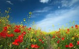 봄 꽃의 HD 배경 화면을 꽃 #9