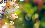 Spring flowers bloom HD Wallpapers #11