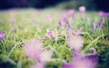 봄 꽃의 HD 배경 화면을 꽃 #14