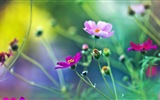 봄 꽃의 HD 배경 화면을 꽃 #17