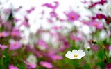 봄 꽃의 HD 배경 화면을 꽃 #19