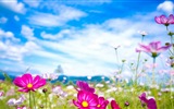 Spring flowers bloom HD Wallpapers #20