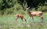 Divertidas de los animales, de Windows 8 fondos de pantalla de alta definición #6