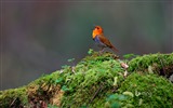 Abril de 2015 fondos de pantalla HD Bing #8