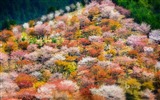 Abril de 2015 fondos de pantalla HD Bing #21