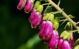 Belles fleurs fonds d'écran avec la rosée HD #1