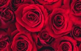 Belles fleurs fonds d'écran avec la rosée HD #5