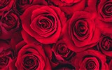 Hermosas flores con fondos de pantalla de alta definición de rocío #5