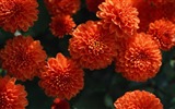 Schöne Blumen mit Tau HD Hintergrundbilder #7