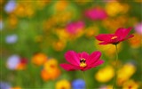Schöne Blumen mit Tau HD Hintergrundbilder #8